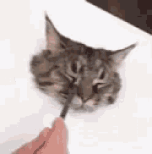 cat art gif