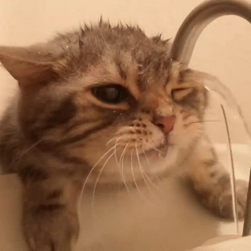 piano cat gif